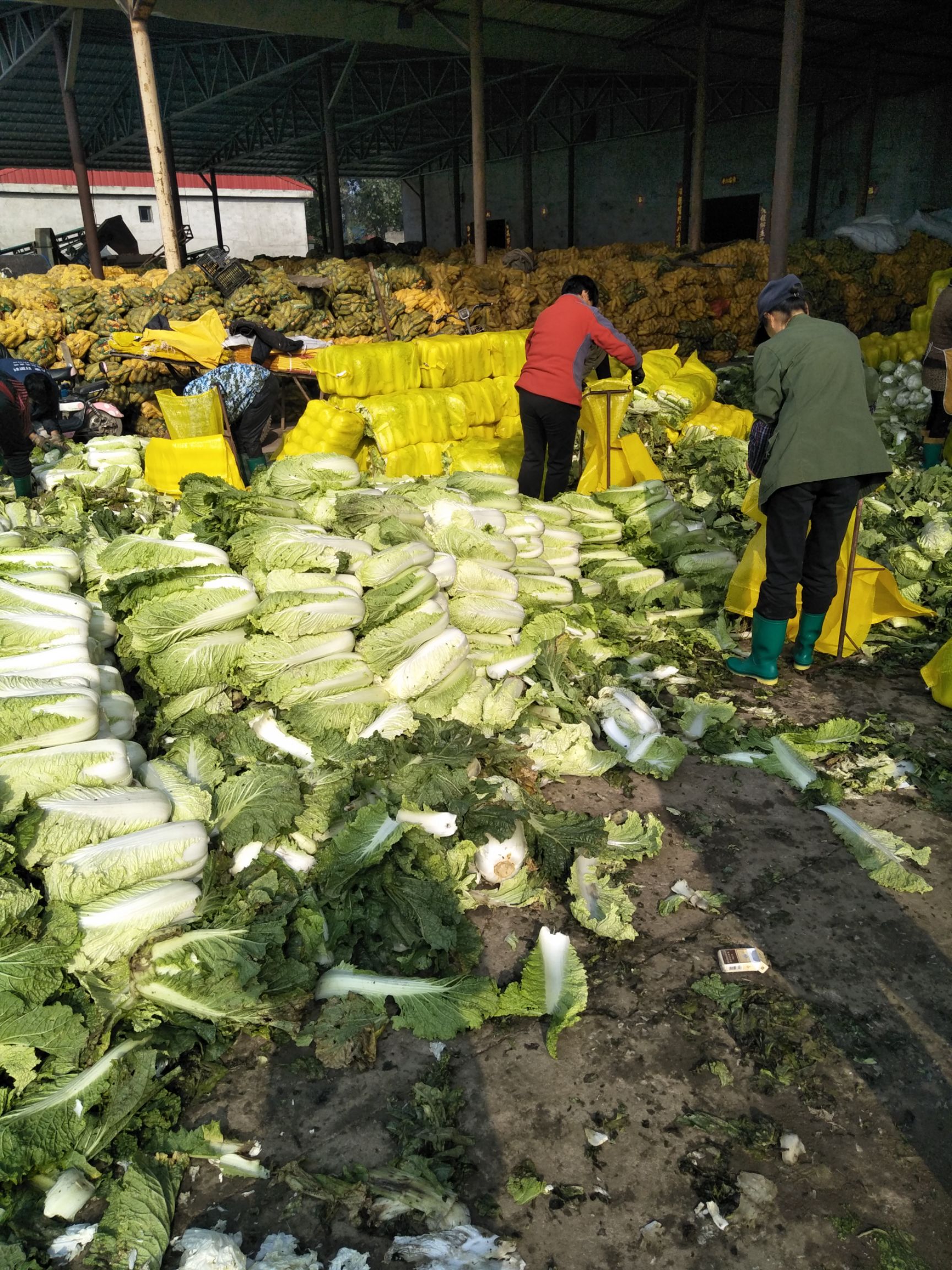 北京3号大白菜 北京三号大白菜