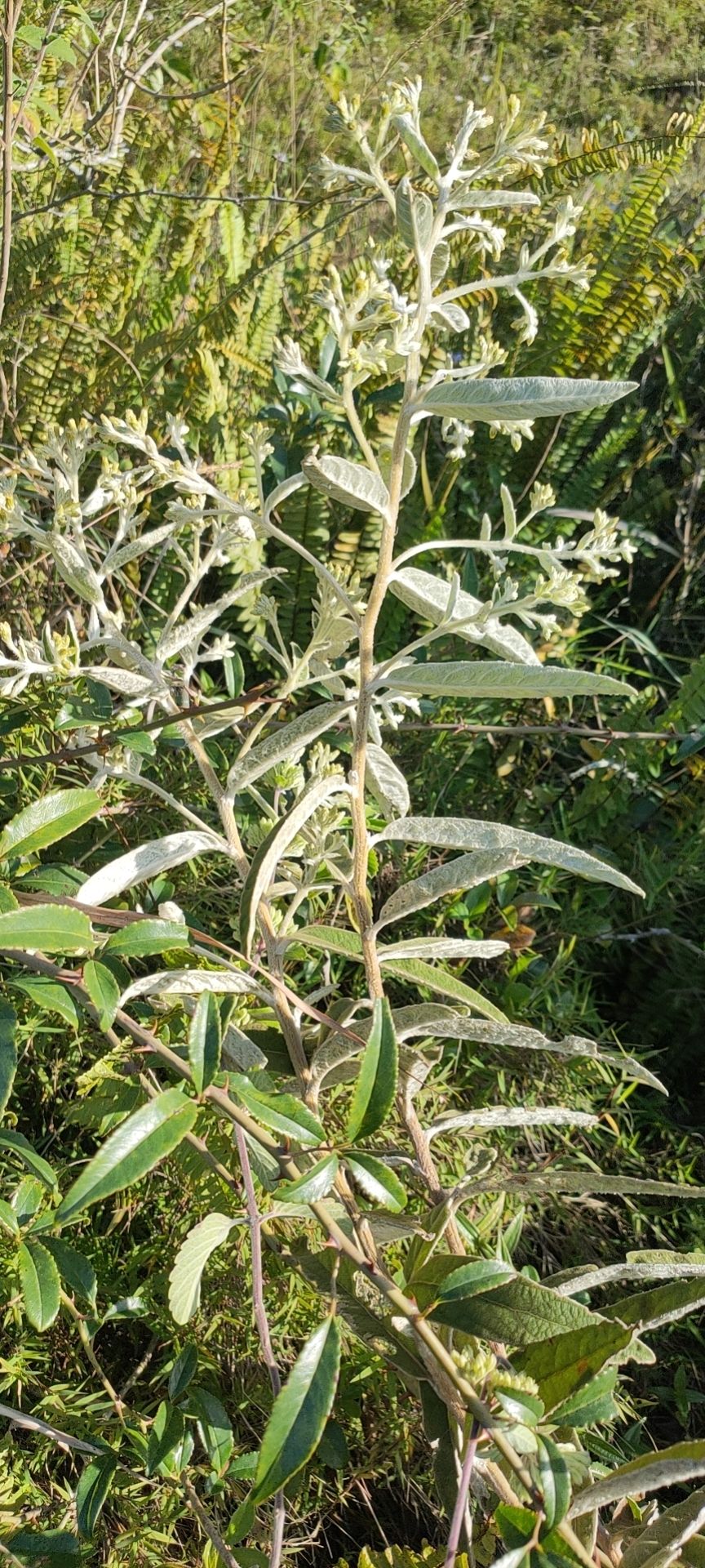 羊耳菊 过肌草 白牛胆 大力王 叶下白 山白芷 冲天白