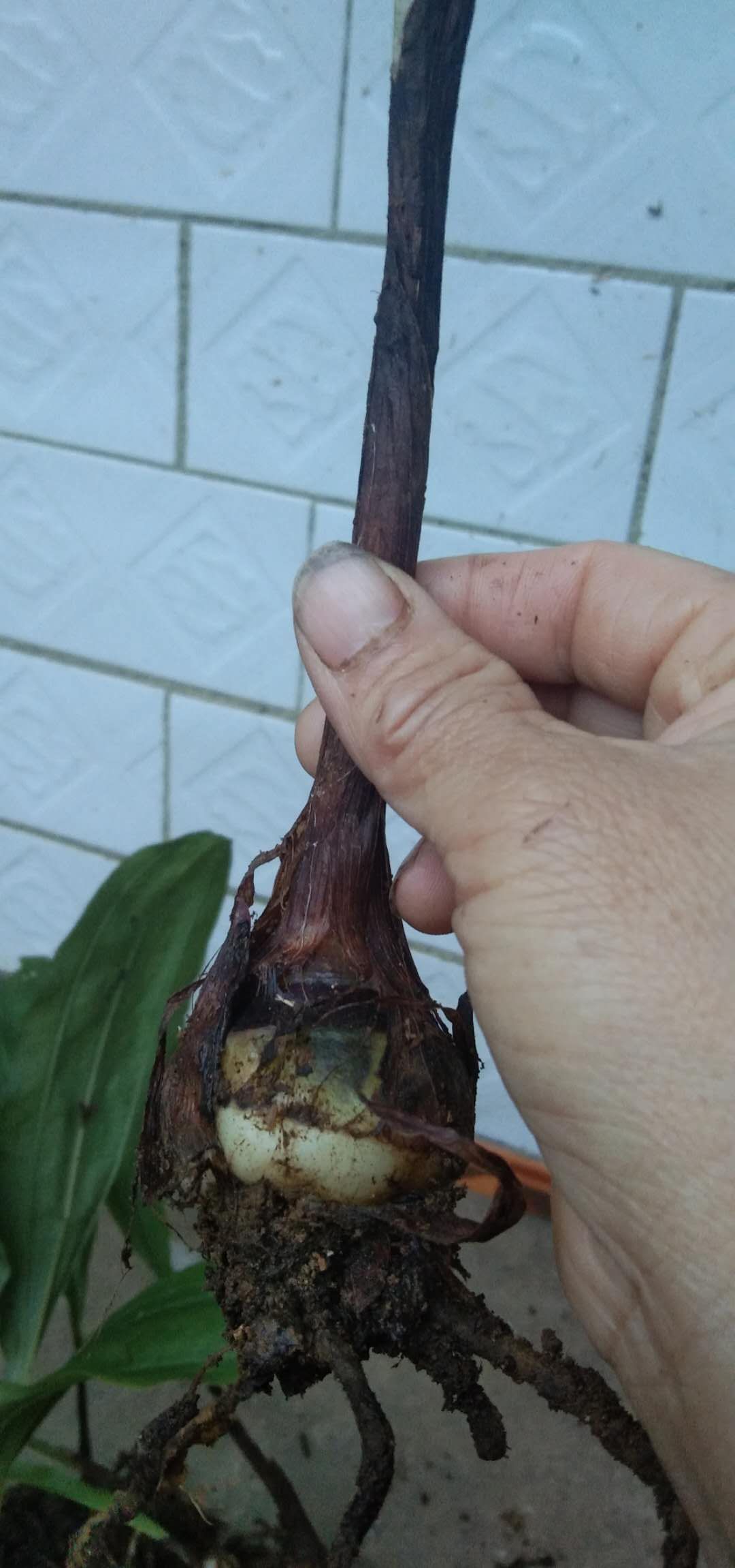 慈菇  毛慈姑，净果，苗