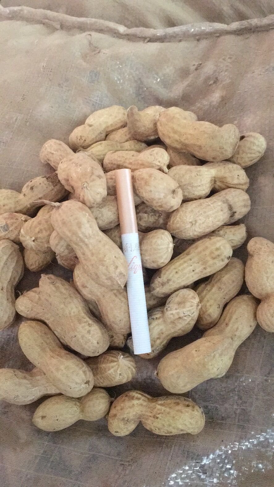 鲁花系列 产量高，出仁率高