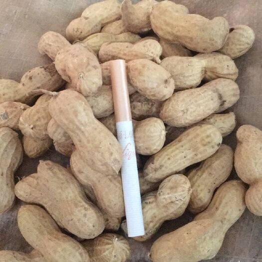 宁陵县鲁花系列 产量高，出仁率高