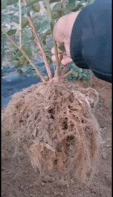 莒南县南高丛蓝莓苗，组培地栽苗根系发达分支多