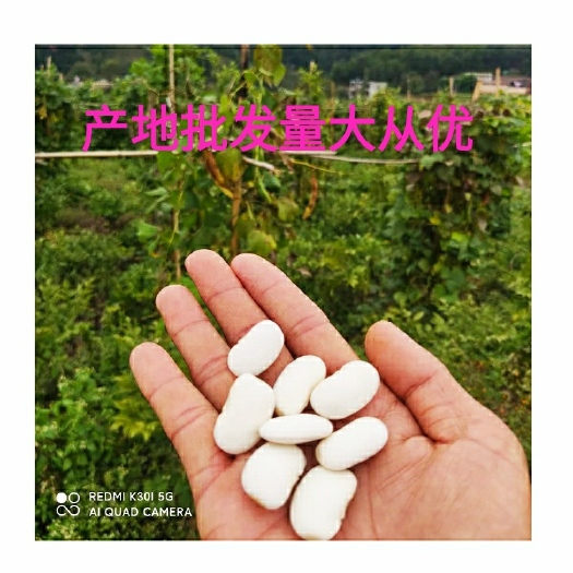 贵州产地批发高原芸豆白芸豆量大从优