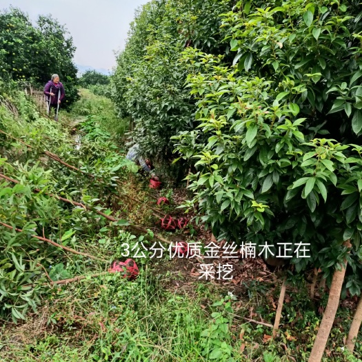 小叶桢南金丝楠木基地一手货源！