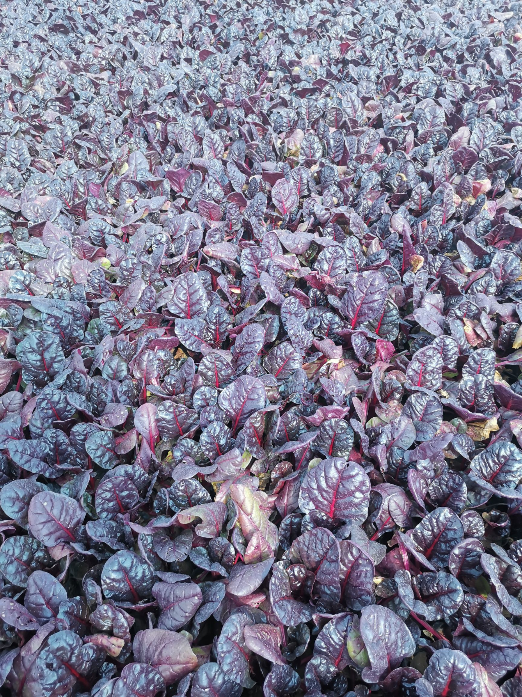 草花 红叶菠菜 抗寒抗冻型 基地直供质优价廉