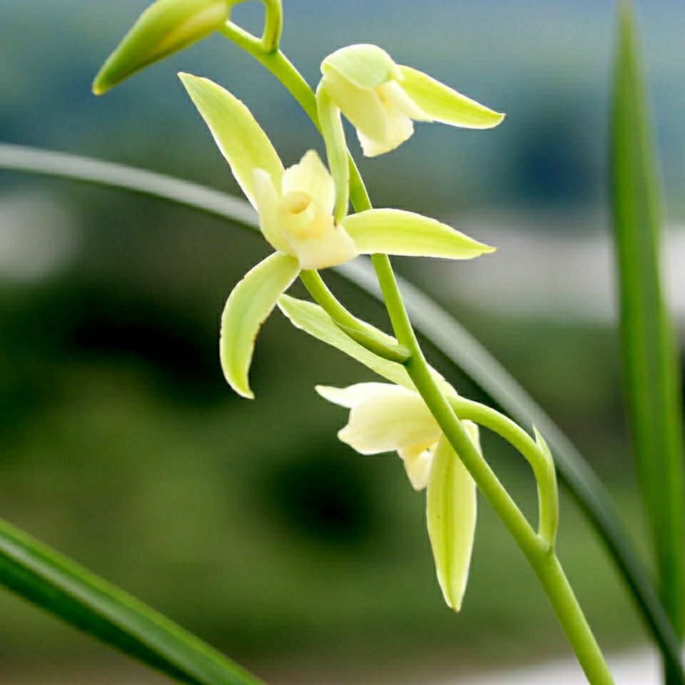 大荷素  〈兰花之乡南靖〉建兰大凤素兰花 夏秋花期[带花苞]浓香型四季