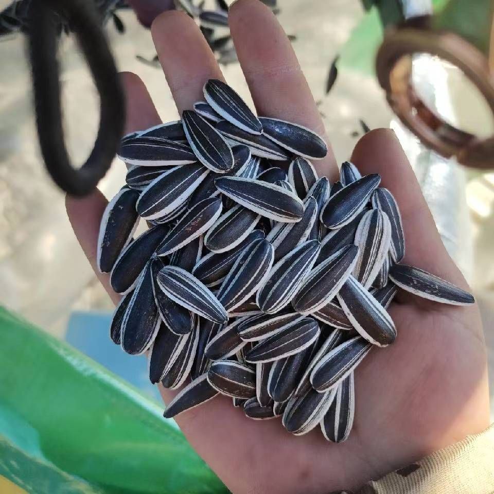 油葵 