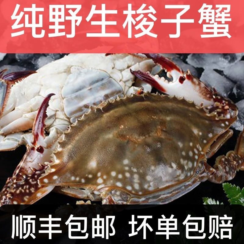 连云港梭子蟹超大螃蟹花蟹海螃蟹飞蟹现货水产