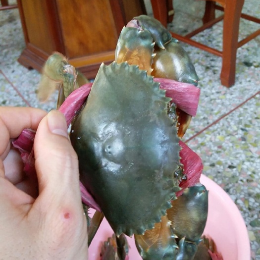 荣成市新蟹上市，各种规格，八九成饱肉靓货优选品质，可批发零售，青蟹