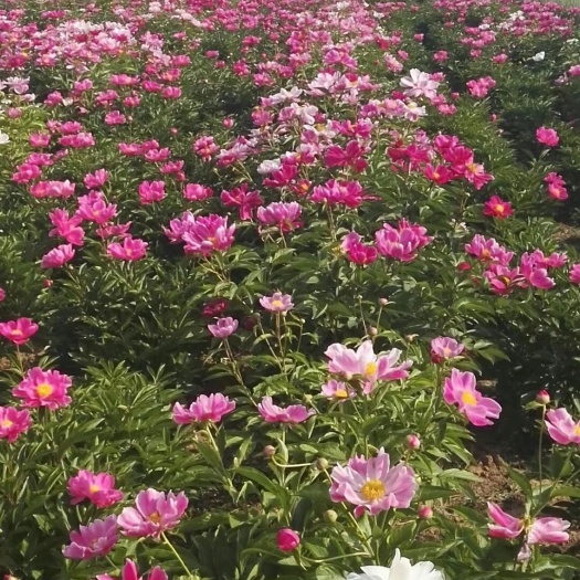 虞城县多花芍药 0.5~1米 4~6cm