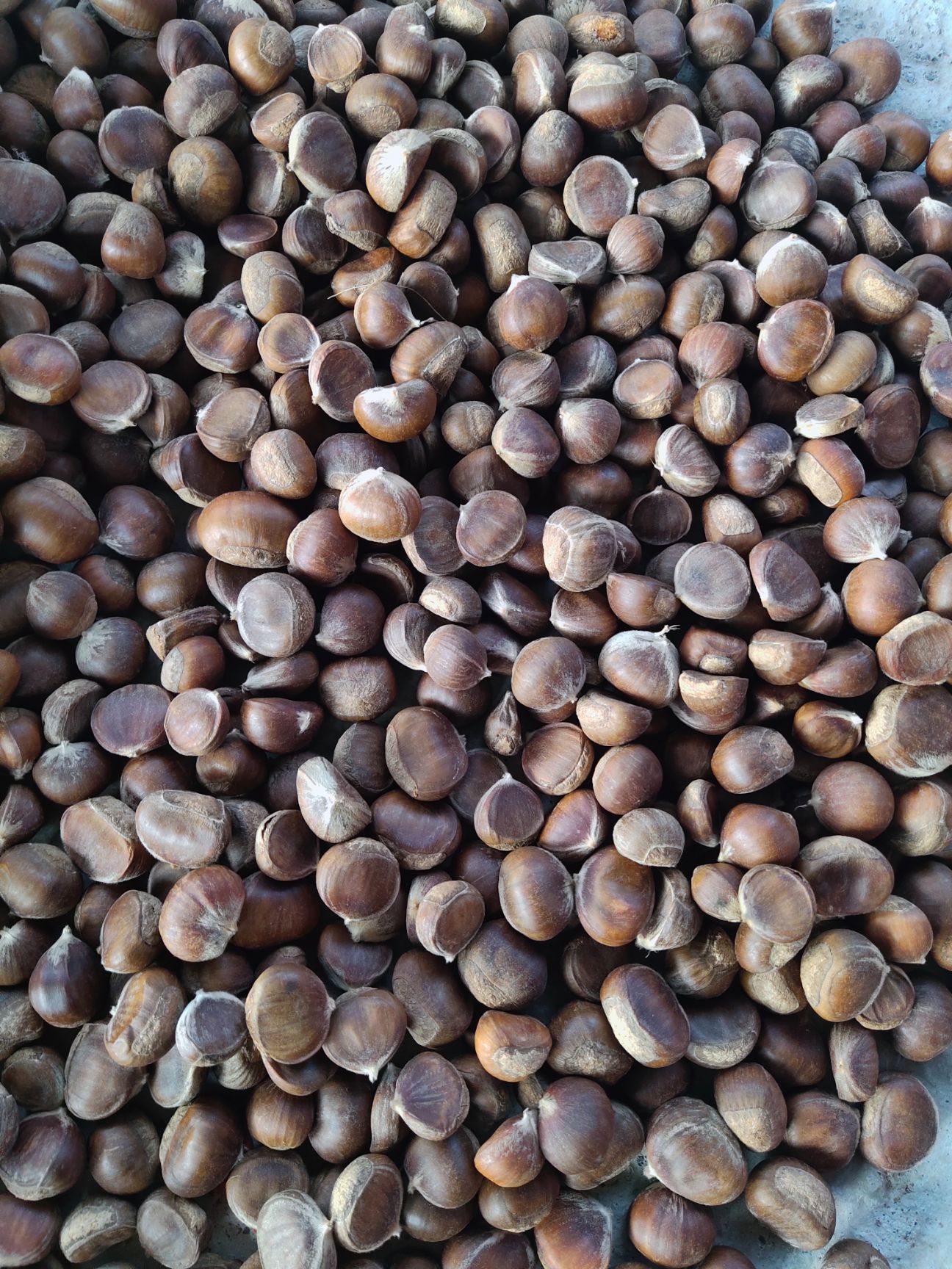 广西板栗 广西东兰干板栗