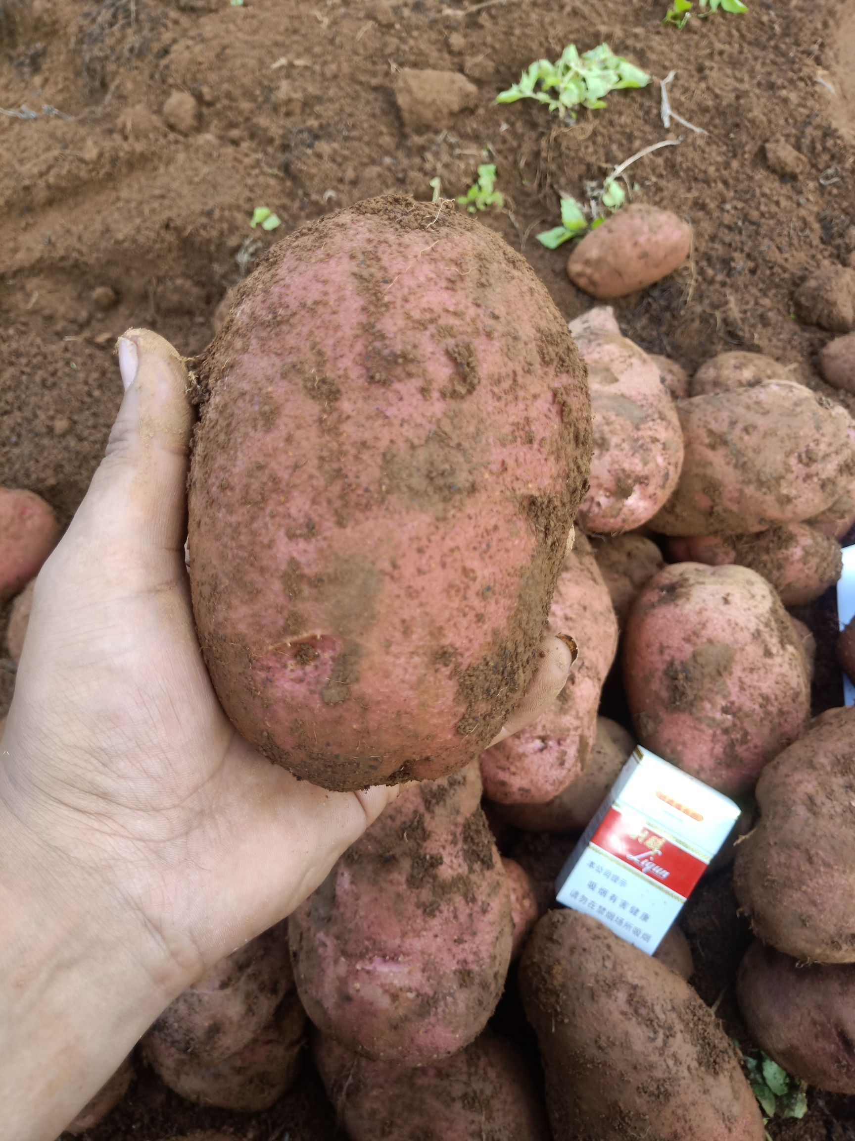 红皮黄心土豆青薯9号  丽江优质土豆，高海拔土豆