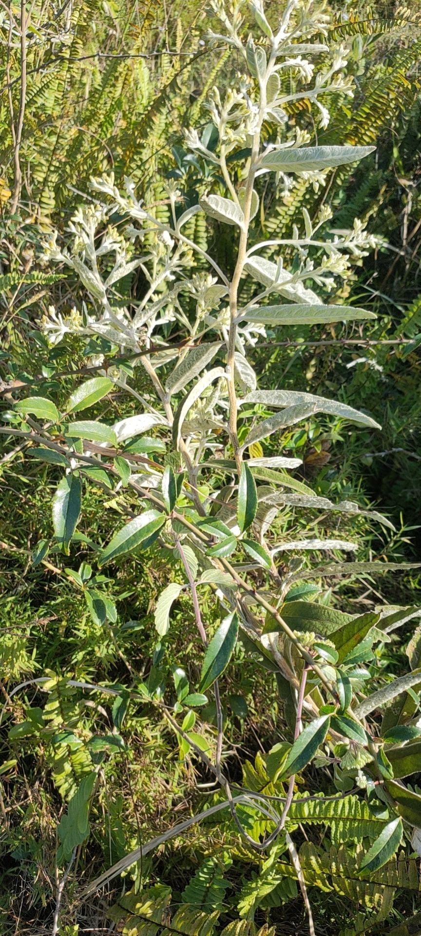 羊耳菊 过肌草 白牛胆 大力王 叶下白 山白芷 冲天白