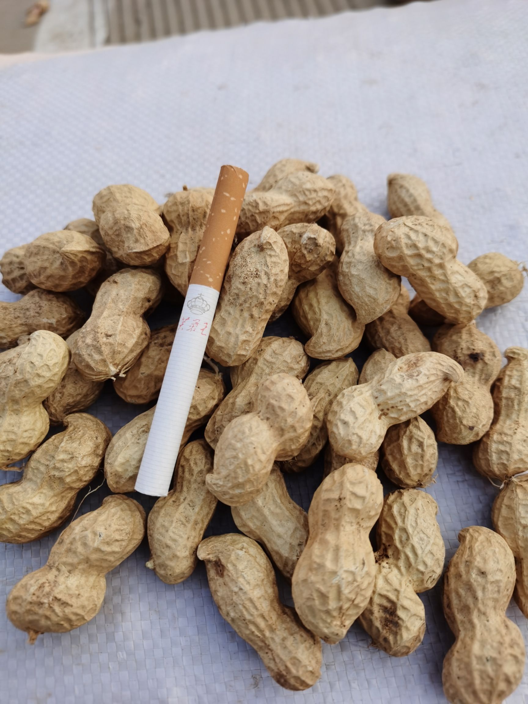 鲁花系列 产量高，出仁率高