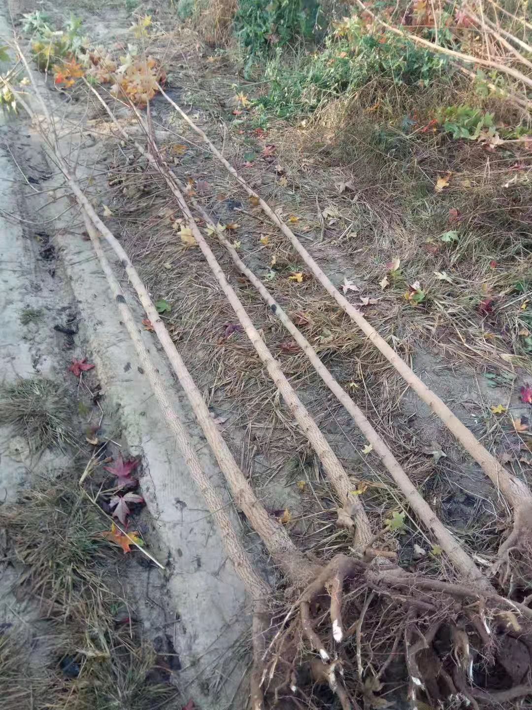 五角枫苗五角枫小苗保湿发货现挖现发