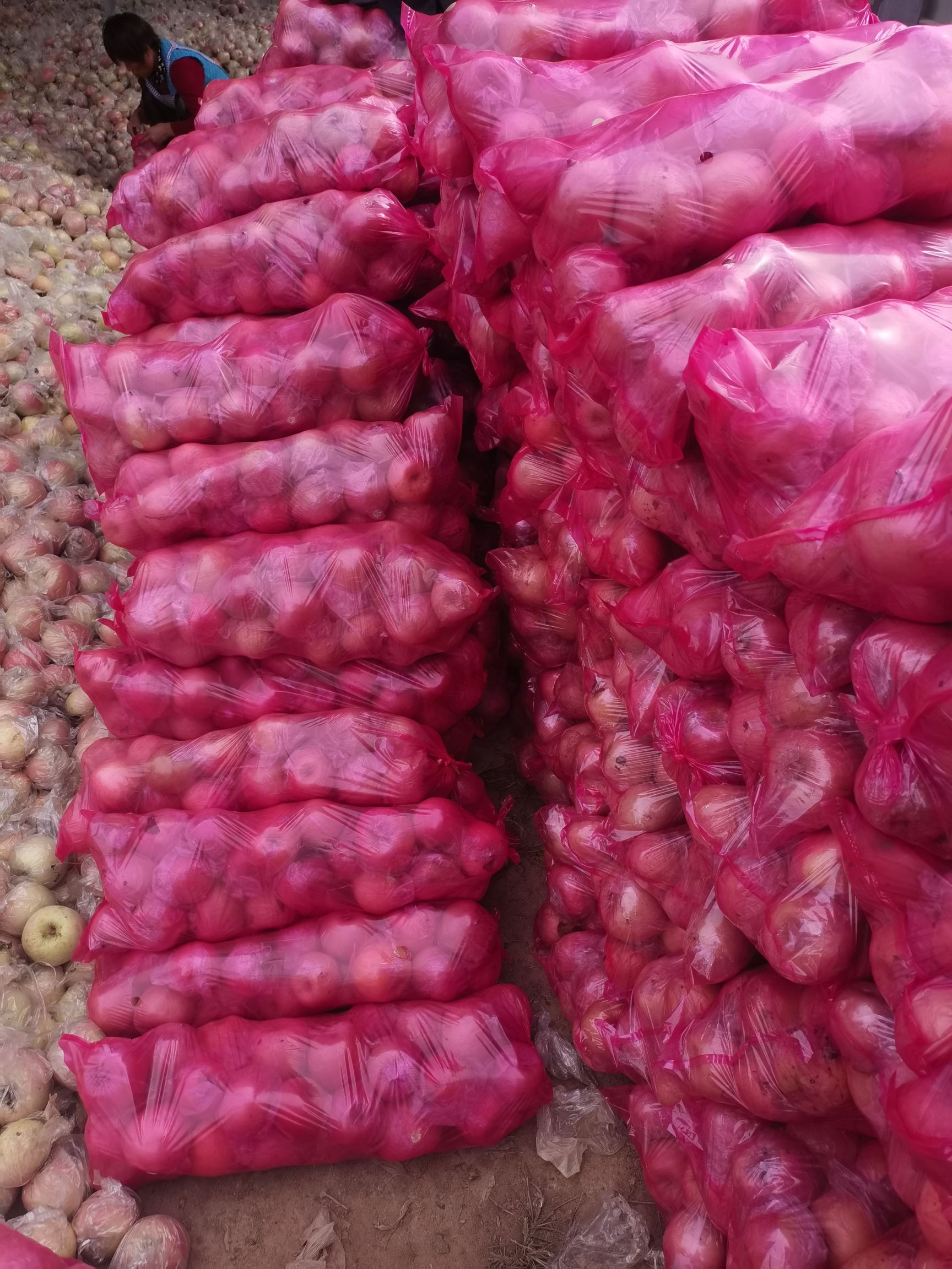 口感脆甜，红富士苹果，冷库苹果降价出售