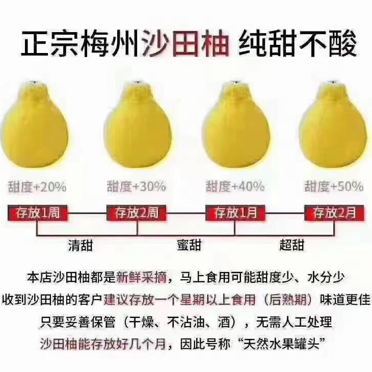 沙田柚 金柚之乡 梅州金柚 批发 市场 蜜甜 新鲜 代发