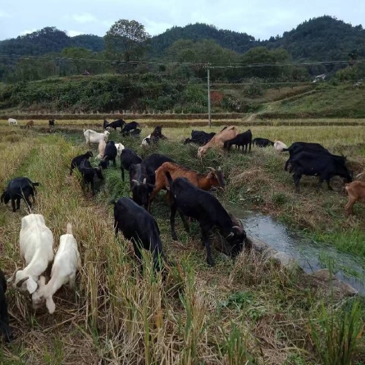 桃源县土山羊 30-50斤 