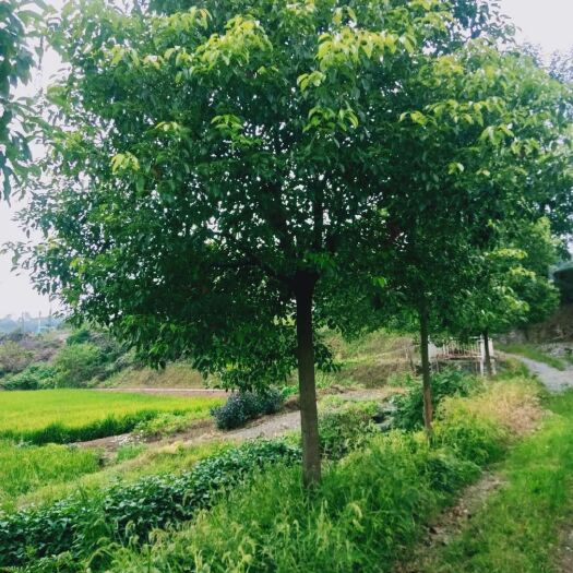 桃源县全冠香樟
