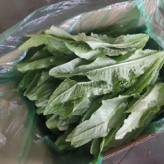 彭州市青油麦  蔬菜直销