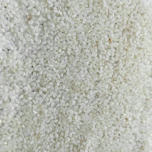 青岛珍珠米 一等品 晚稻 粳米 