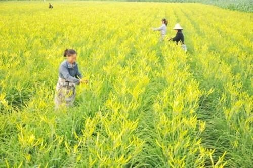 广灵县七蕊黄花菜  限量销售大同优质黄花菜(无硫)