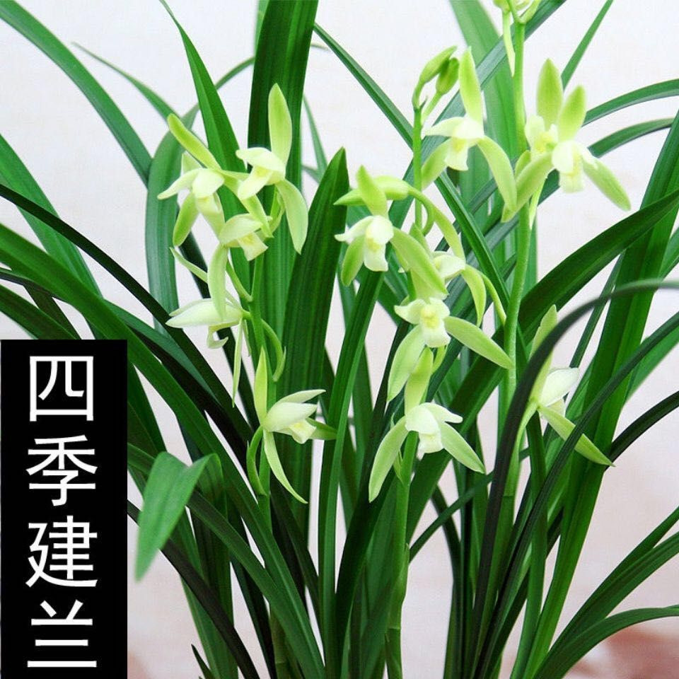 大荷素  〈兰花之乡南靖〉建兰大凤素兰花 夏秋花期[带花苞]浓香型四季