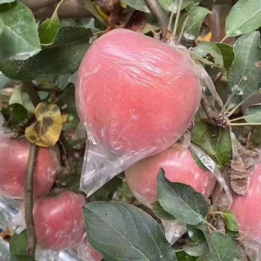 口感脆甜，红富士苹果，冷库苹果降价出售