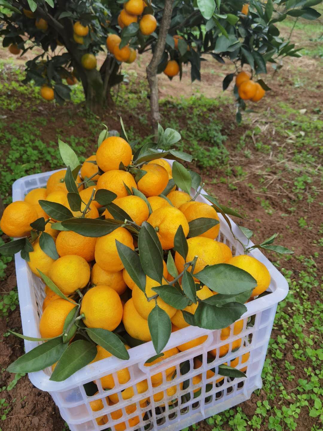 金秋城固，神奇桔乡，升仙蜜橘开园啦！桔子橘子蜜桔大量现货