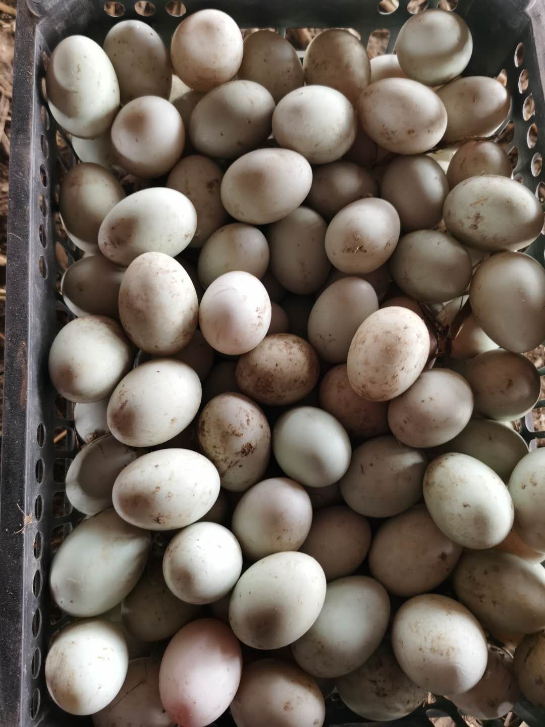 土鸭蛋 食用 散装