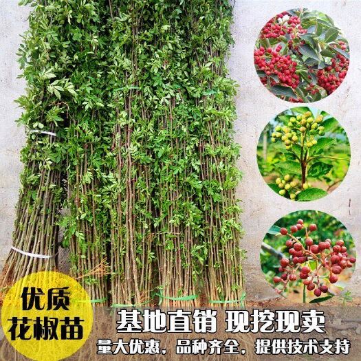 平邑县 大红袍花椒苗 四川麻椒 大青椒花椒苗 基地直销现挖现卖