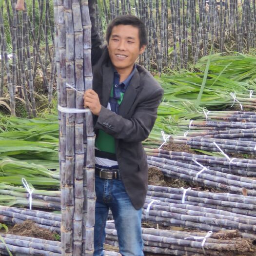 枣阳市 湖北襄阳黑皮甘蔗，商品果庶自产直销产地发货代办装车