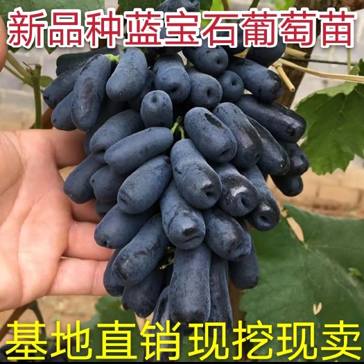 蓝宝石葡萄苗，葡萄苗，无核葡萄苗嫁接葡萄树苗包品种，包结果，