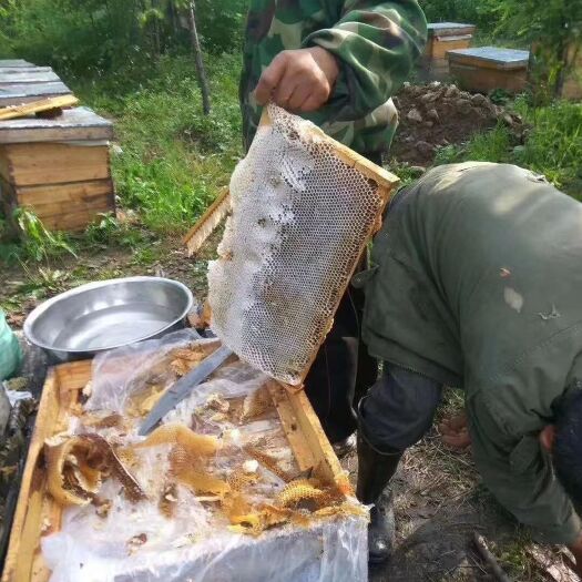 穆棱市椴树蜜 苏式蜜蜂园