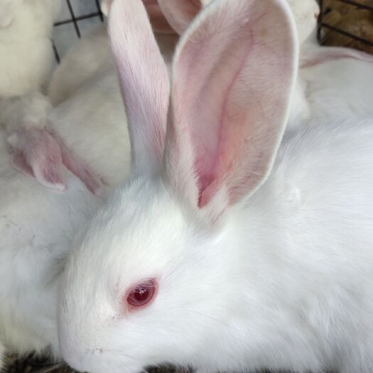肉兔 兔子 白兔伊拉兔重量在一斤二三两左右  35天以上日领