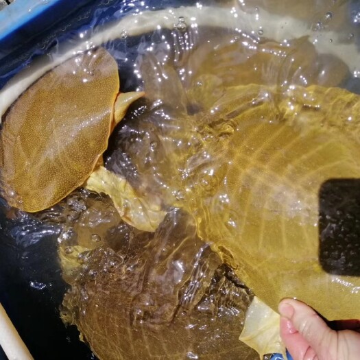 揭阳生态甲鱼 自家甲鱼品种漂亮