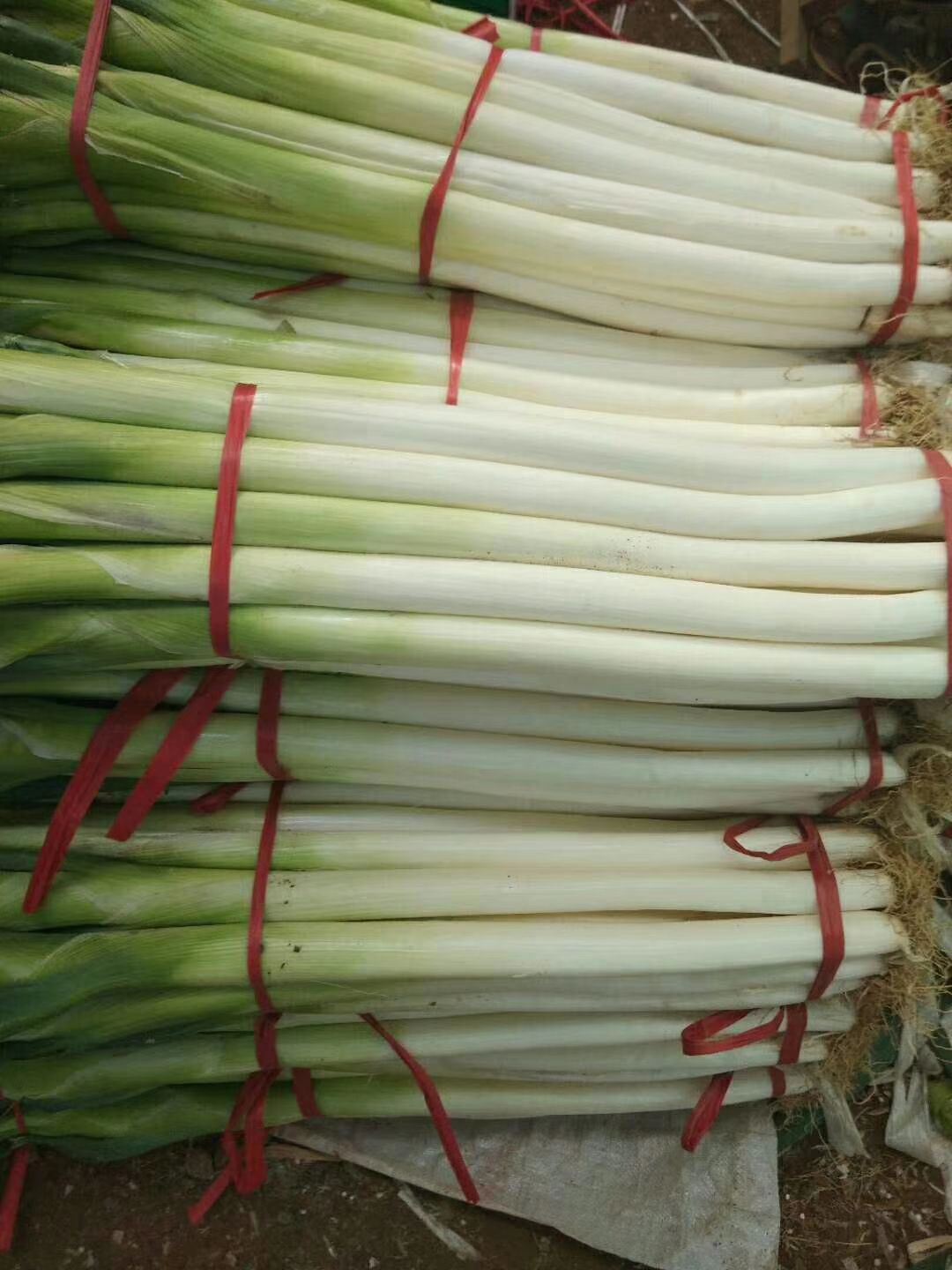 正宗章丘大葱，欢迎微商电商，单位个人订购