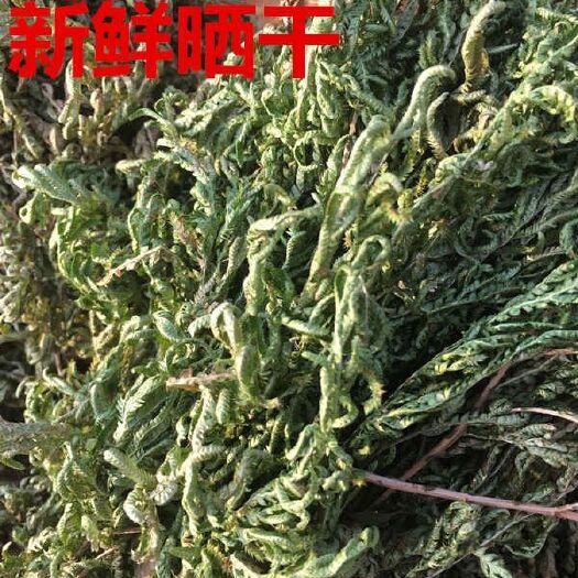 内江石上柏  .岩柏.地测芝.新货无杂质