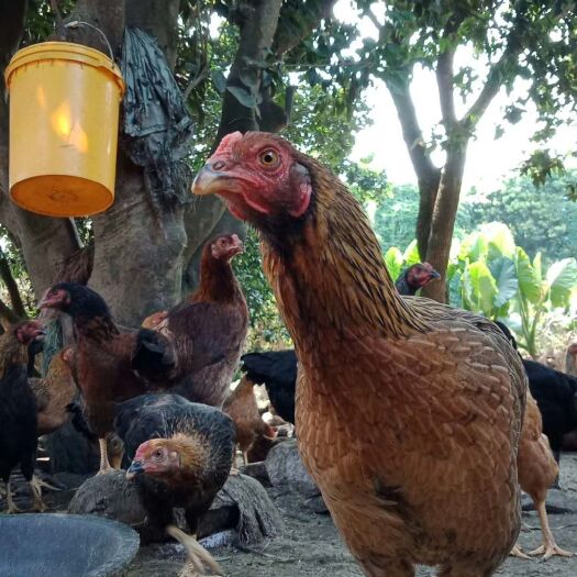 玉林改良斗鸡，均重4.6，180天，油黄，长期供货！