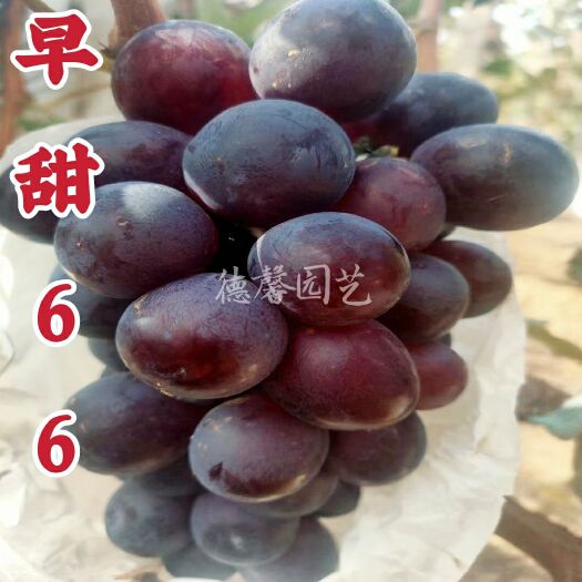 平度市早甜葡萄苗  早甜66葡萄苗 大粒高产易种植 早熟新品种