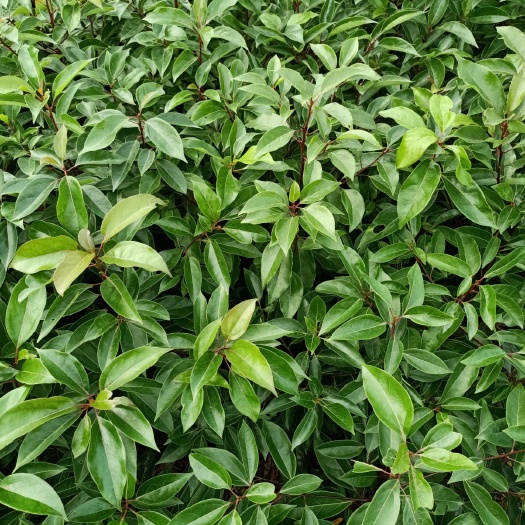松滋市樟树苗 小叶樟树 樟树 小苗   一手货源   价格美丽  先到先得