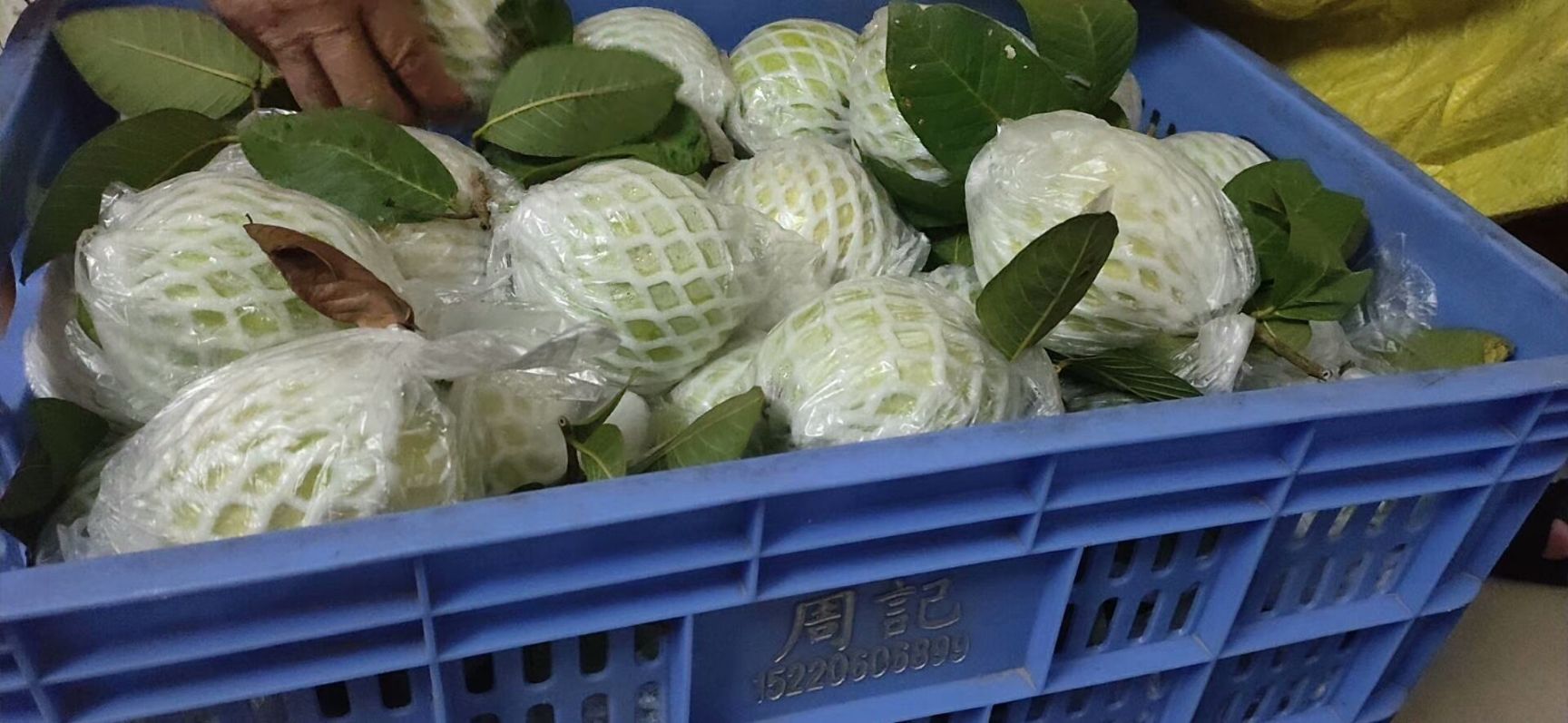 白心番石榴 珍珠番石榴白心