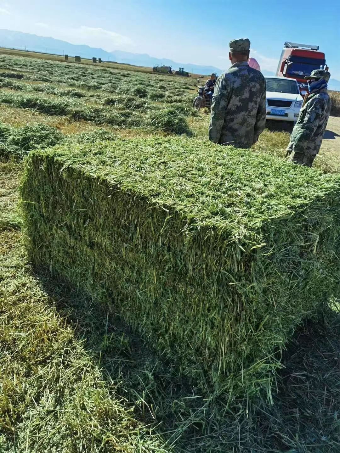青绿饲料  青燕麦草批发 甘肃燕麦草万亩基地 燕麦草价格 燕