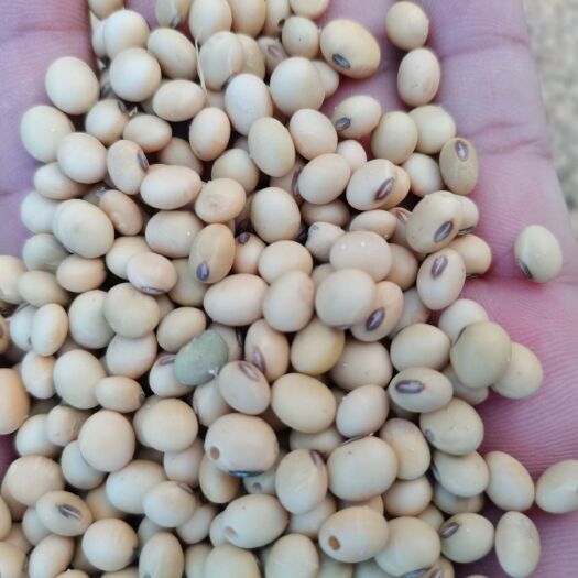 勐海县毛豆仁  精品云南毛豆粒，