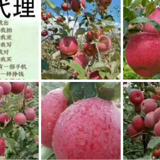 盐源县盐源苹果 60mm以上 表光 膜袋 