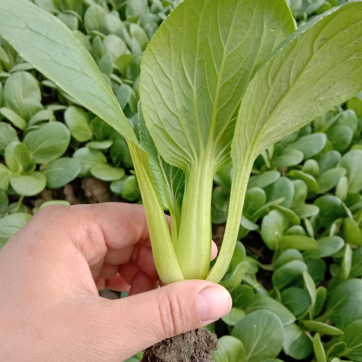太和县上海青  精品小颗，无麻杆，没有霜霉病