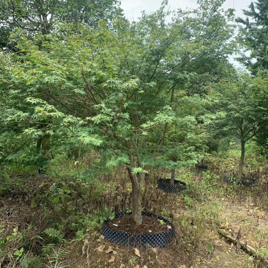 全州县小叶鸡爪槭 