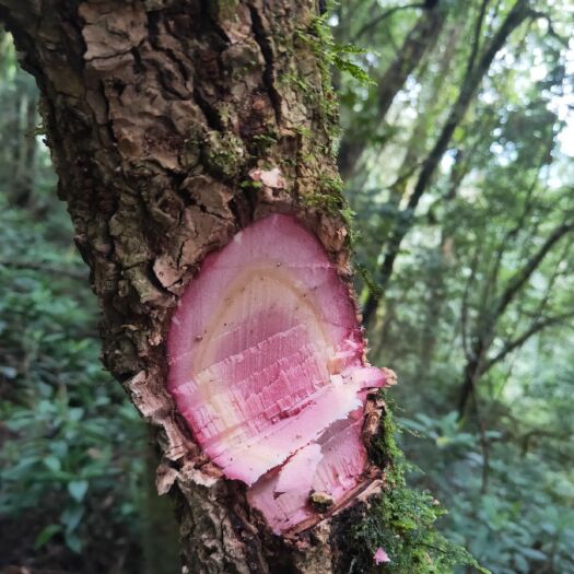 永德县海风藤  药材，黑老虎藤