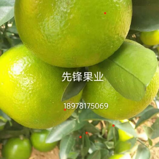 龙州县皇帝柑 