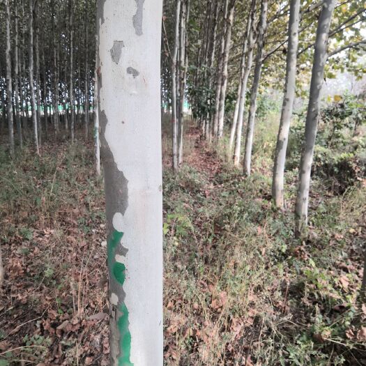 沂水县5米高10-12速生法桐